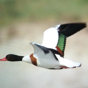 Common Shelduck