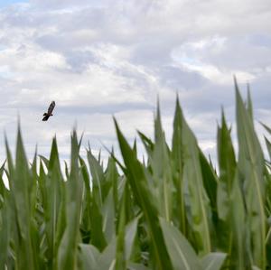 Common Buzzard