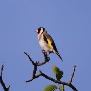 European Goldfinch