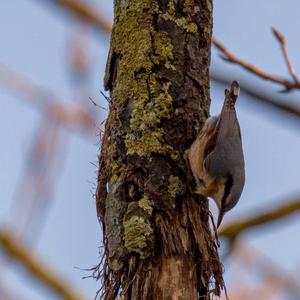 Wood Nuthatch