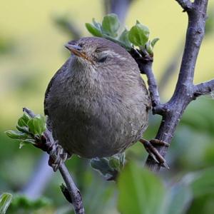 Winter Wren