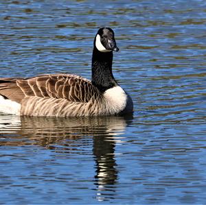 Canada Goose