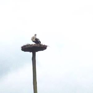 White Stork