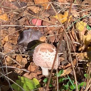 Parasol Mushroom