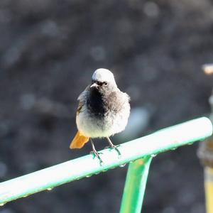 Black Redstart