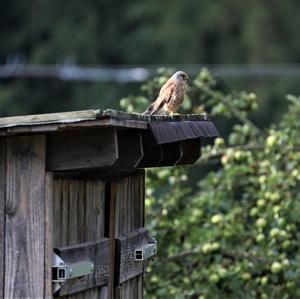 Common Kestrel