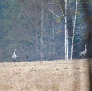 Common Crane