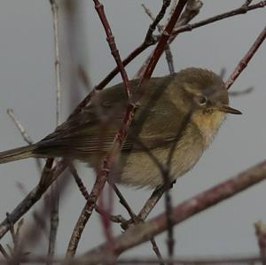 Common Chiffchaff