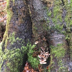 Late Fall Oyster