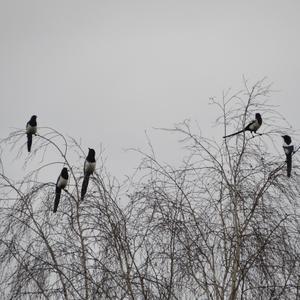 Black-billed Magpie