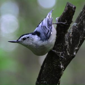 White-breasted Nuthatch