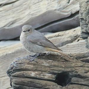 Black Redstart