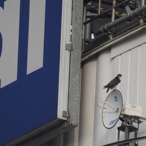 Peregrine Falcon