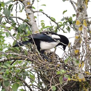 Black-billed Magpie