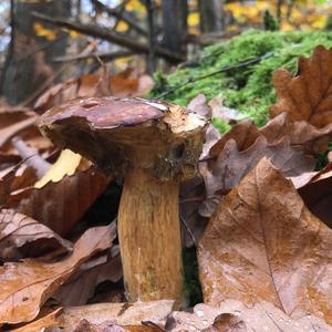 Bay Bolete