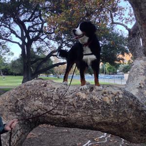 Bernese Mountain Dog