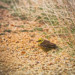 Yellowhammer