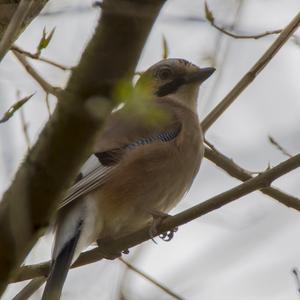 Eurasian Jay