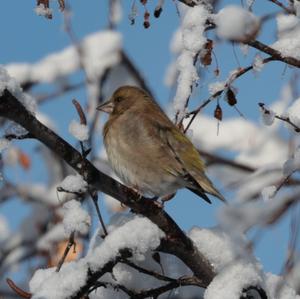 European Greenfinch