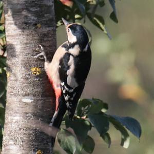 Great Spotted Woodpecker