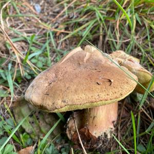 King Bolete