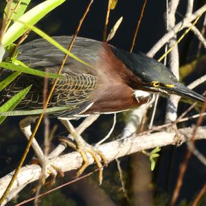 Green Heron