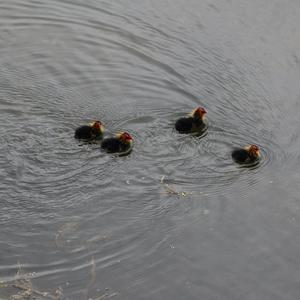 Bläßhuhn