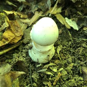 Destroying Angel