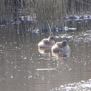 Little Grebe