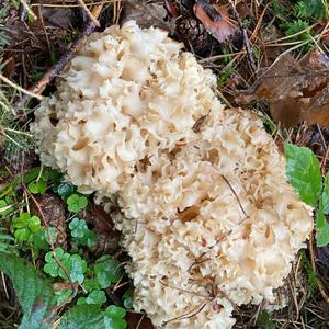 Rooting Cauliflower Mushroom