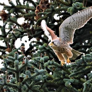 Common Kestrel