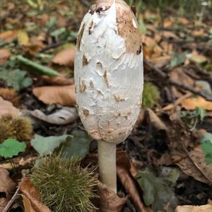 Shaggy Mane