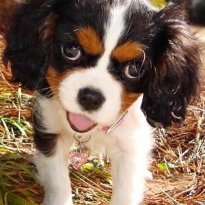 Cavalier King Charles Spaniel