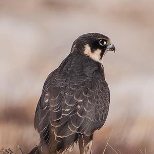 Eurasian Hobby