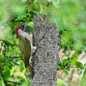 Eurasian Green Woodpecker