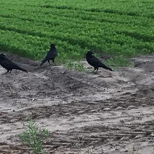 Carrion Crow