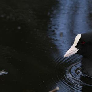 Common Coot