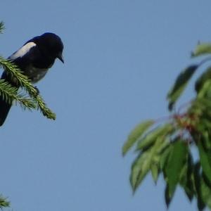 Black-billed Magpie