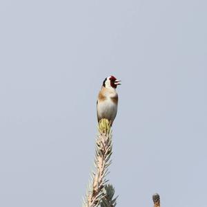 European Goldfinch