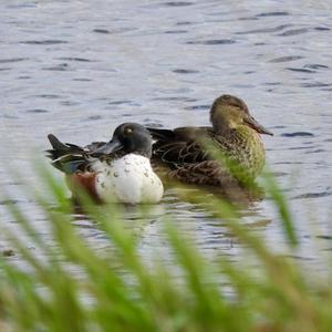 Northern Shoveler