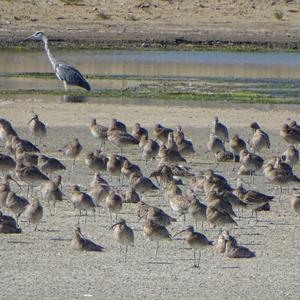 Whimbrel