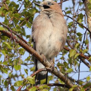 Eurasian Jay