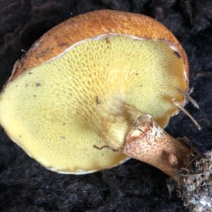 Western Painted Suillus