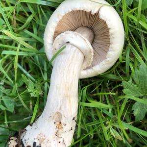 Clustered Mushroom