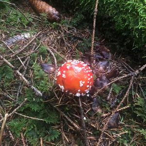 Fly Agaric