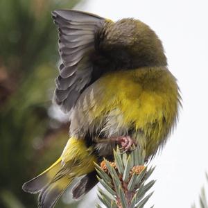 European Greenfinch