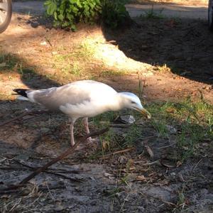 Herring Gull