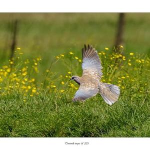 Eurasian Collared-dove