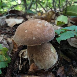 King Bolete