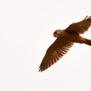 Common Kestrel